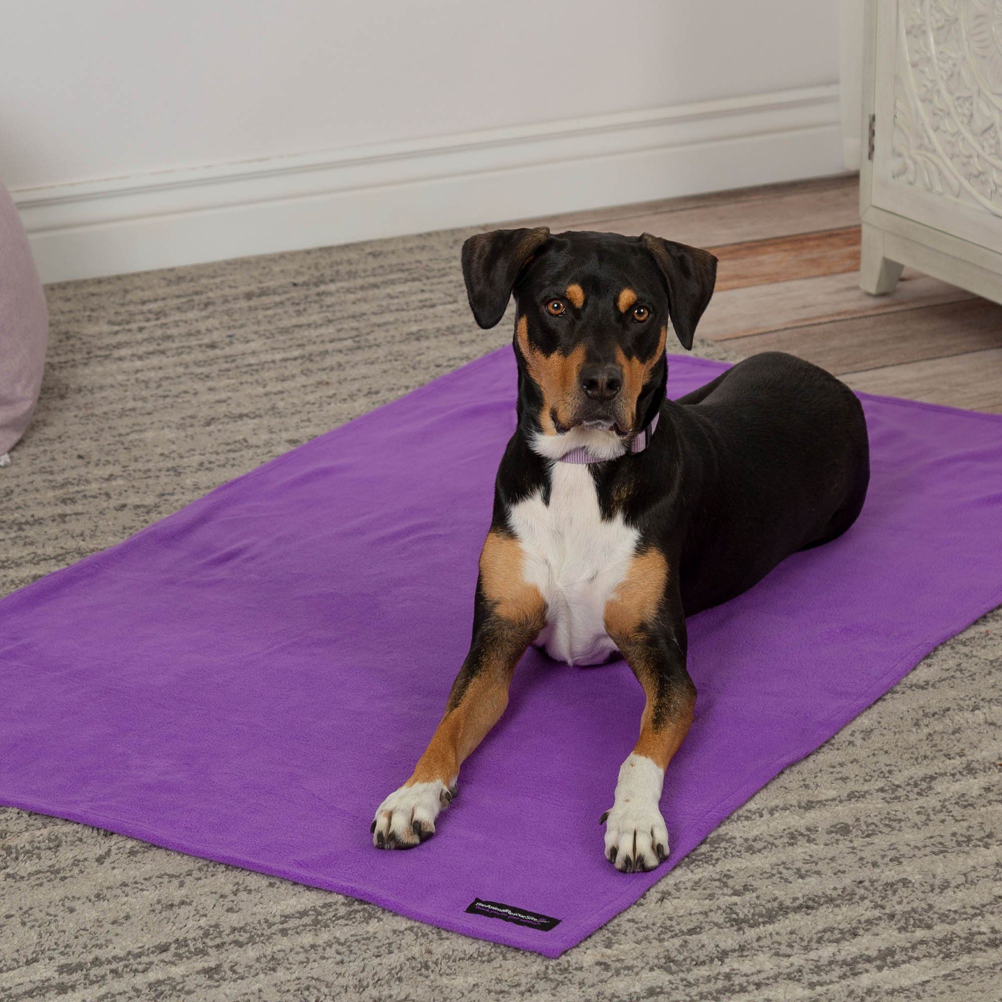 Snuggle Paws Signature Pet Blanket - Image 5