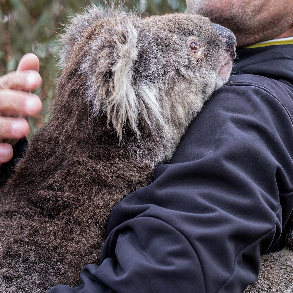 URGENT: Bushfires Ravage People & Wildlife In Australia - Image 8