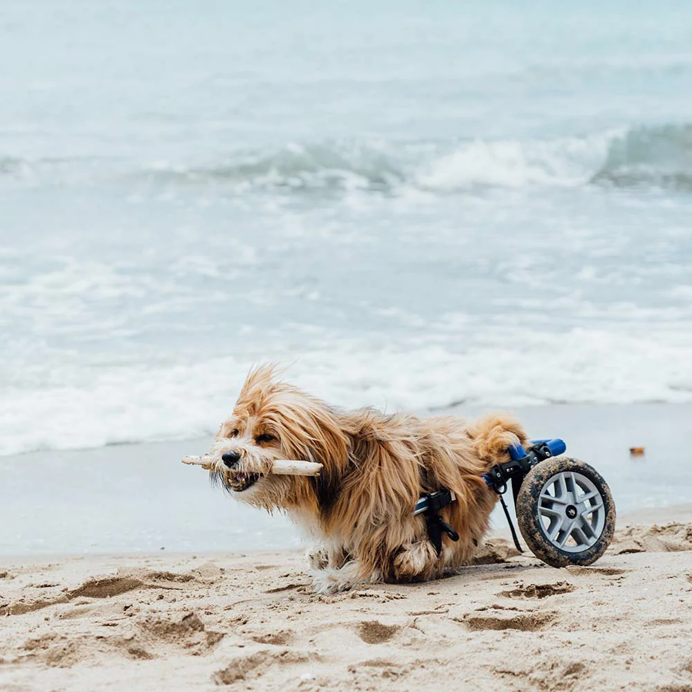 Give Wheels to Special Needs Pets - Image 9