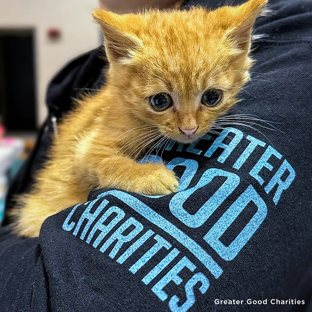 Save Lives and Prevent Suffering With Spay & Neuter - Image 11