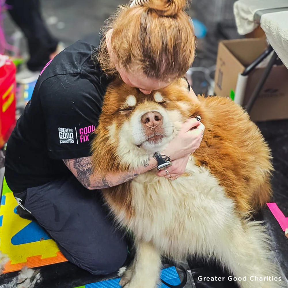 Save Lives and Prevent Suffering With Spay & Neuter - Image 6
