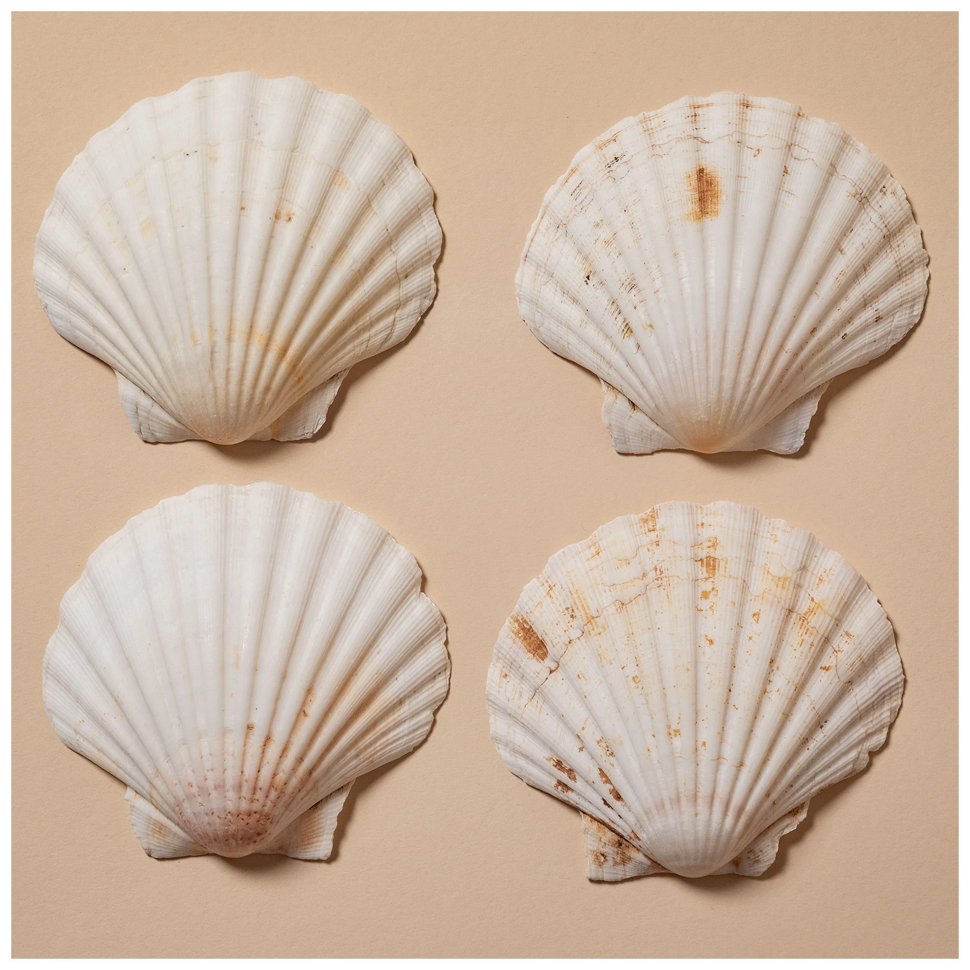 Nantucket Seafood Natural Canape Shells - Set of 4 - Image 7