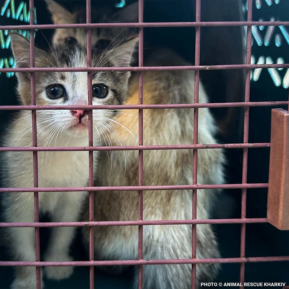 Crisis in Ukraine: Provide Relief to People and Pets - Image 10