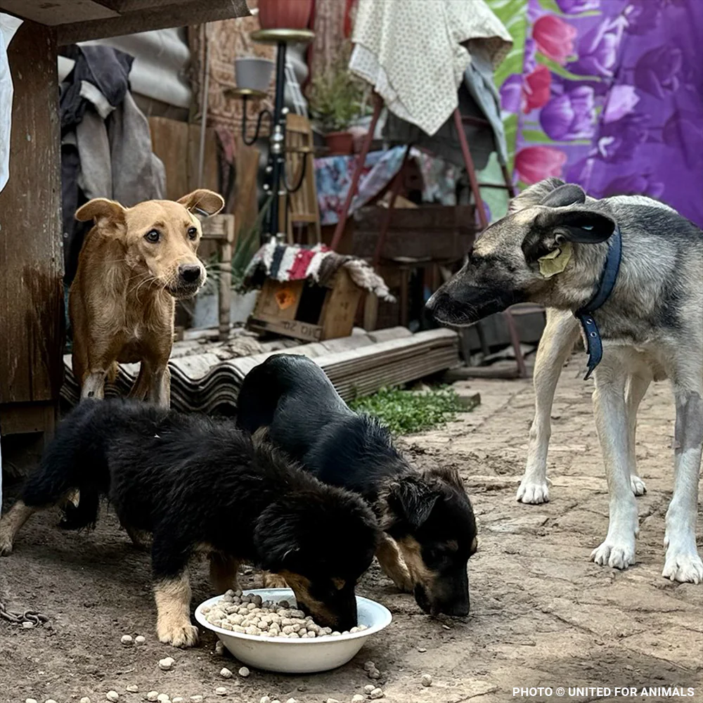 Crisis in Ukraine: Provide Relief to People and Pets - Image 12