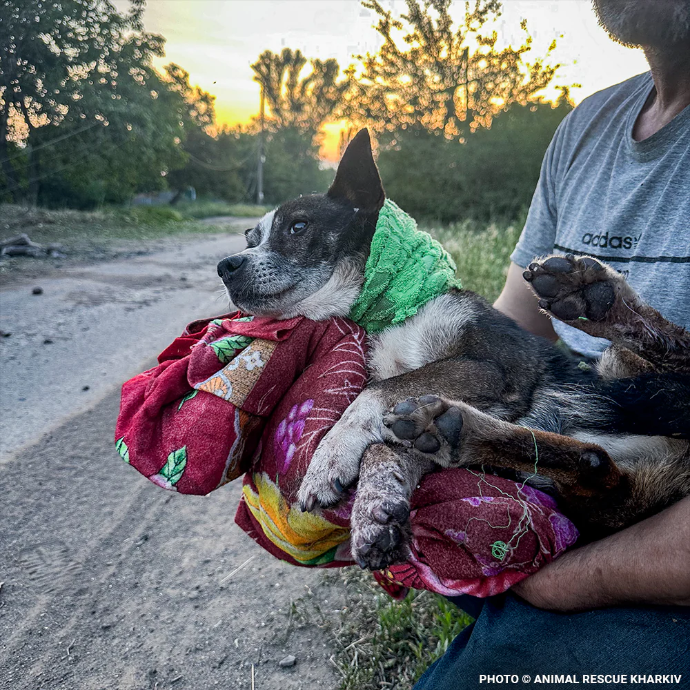 Crisis in Ukraine: Help Evacuate Pets From the Frontlines - Image 9