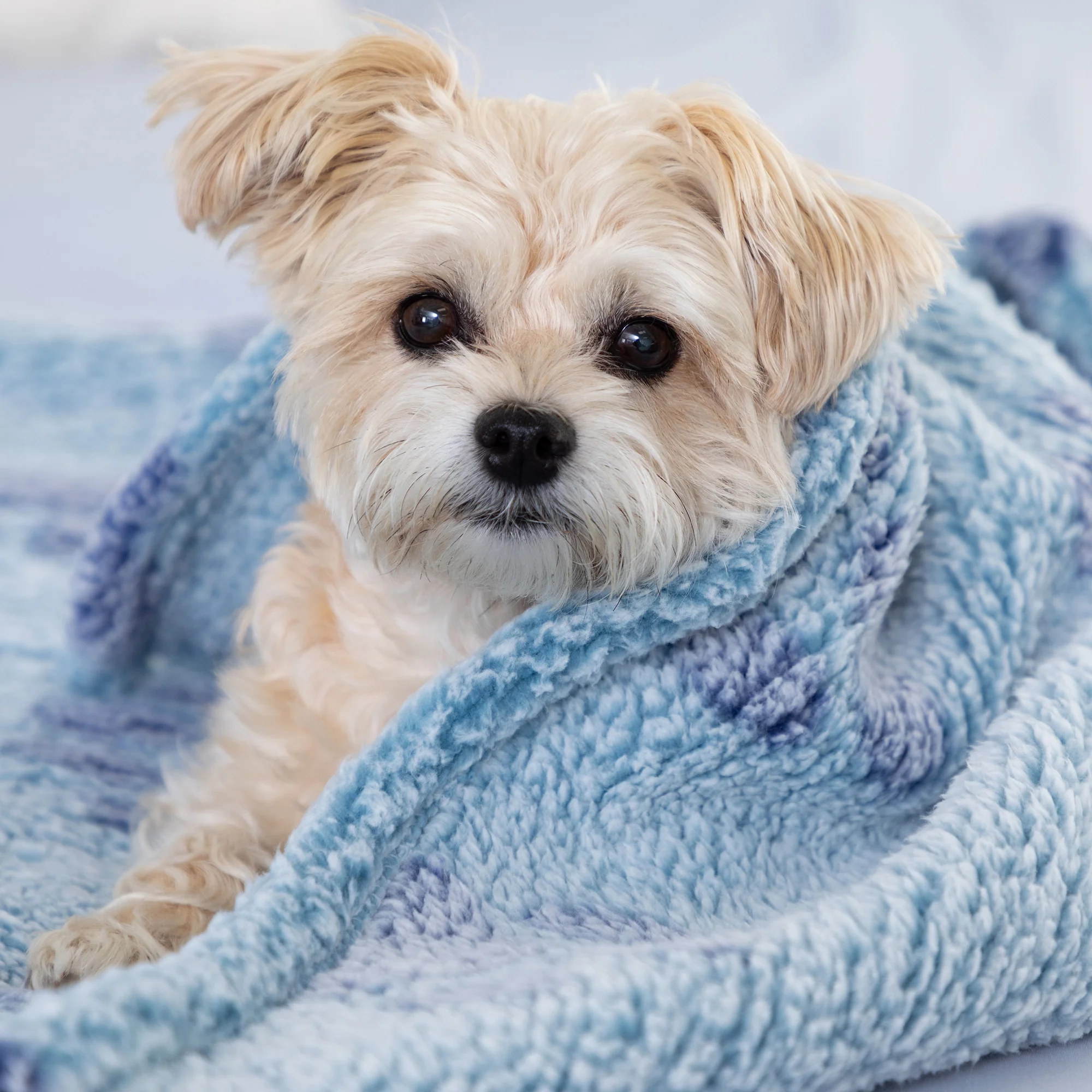 Paws I Love You Plush Sherpa Fleece Pet Blanket - Image 6