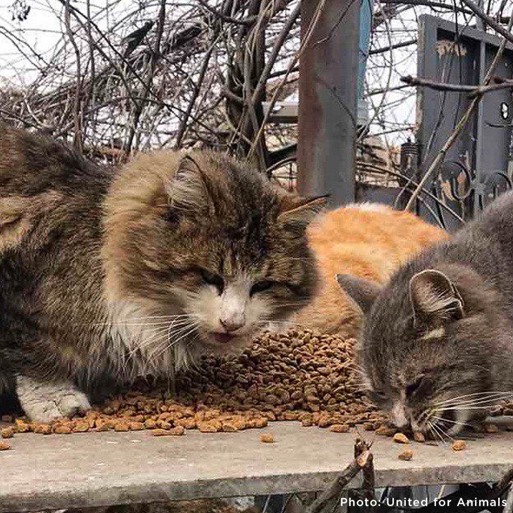 Ukraine Pets Face Starvation After Drone Strike Destroys Pet Food Warehouse - Image 13