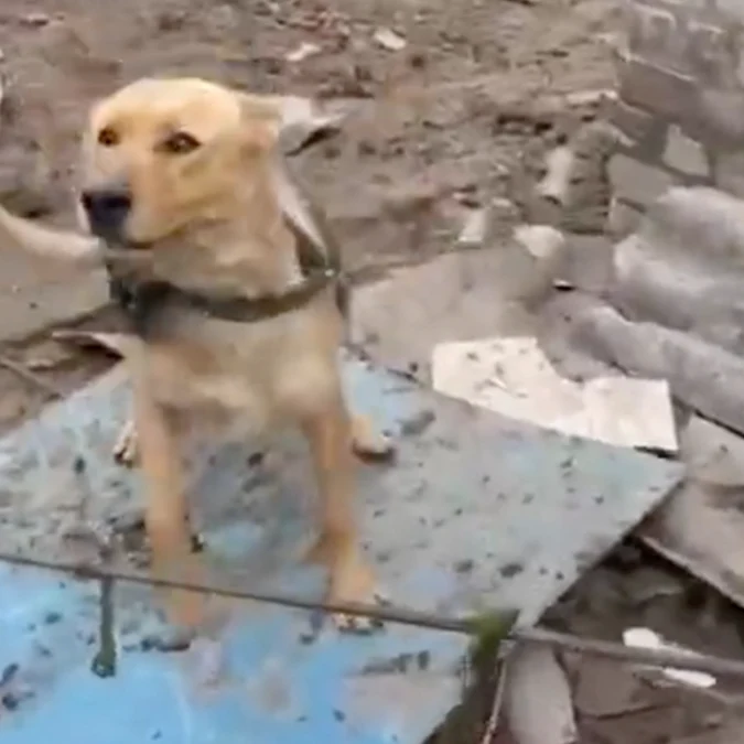 Ukraine Pets Face Starvation After Drone Strike Destroys Pet Food Warehouse - Image 32