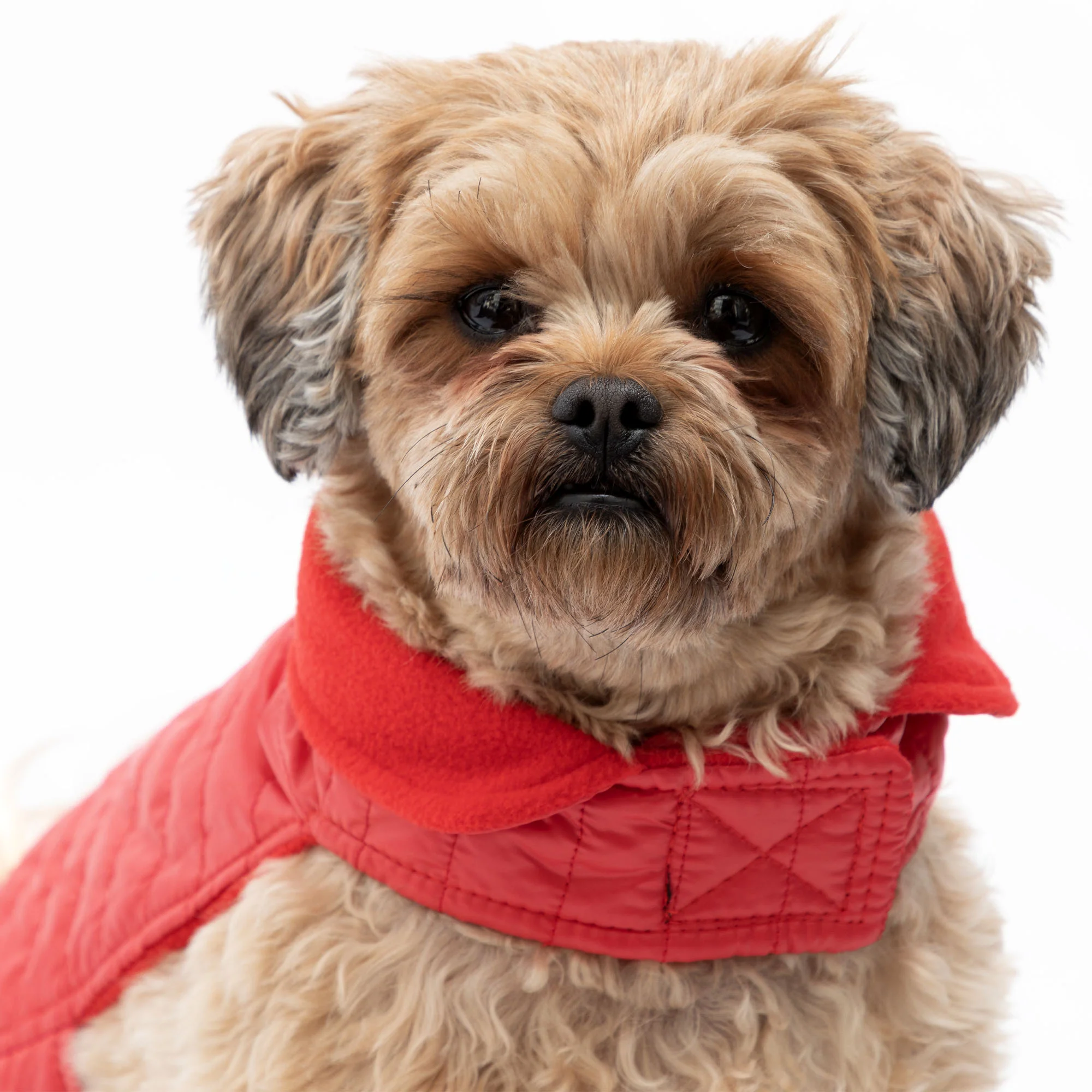 AKC Belly Band Dog Puff Coat - Image 5
