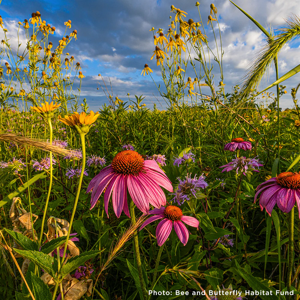Protect the Monarch Butterfly - Image 3