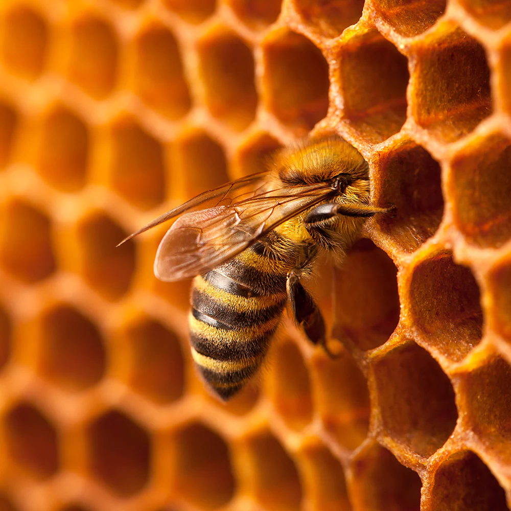 Bees on the Brink: Help Save This Vital Species - Image 4