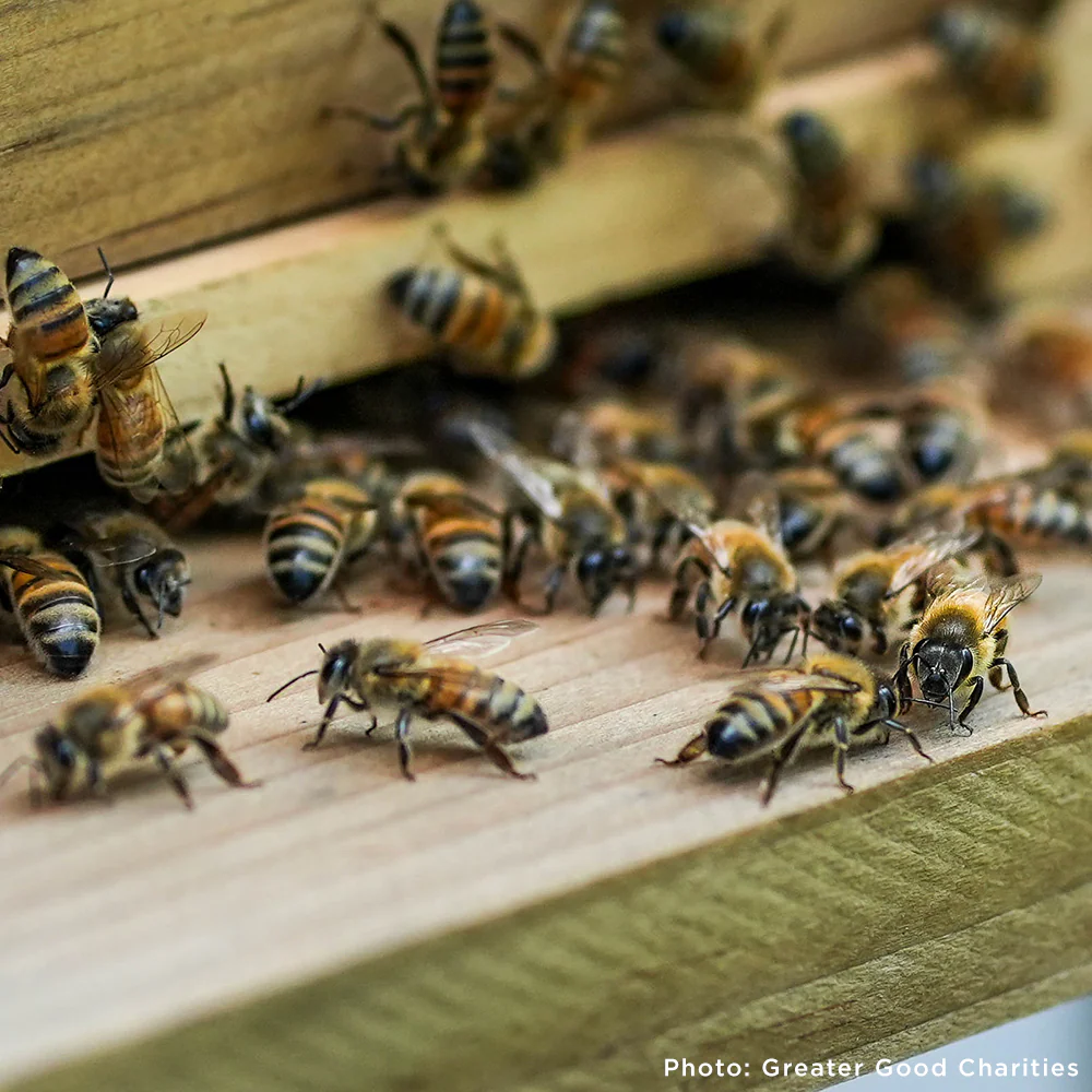Bees on the Brink: Help Save This Vital Species - Image 5