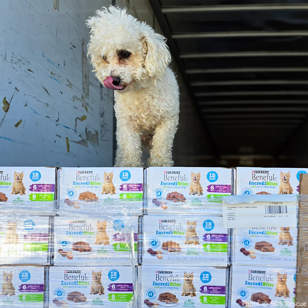 Send a Care Package to a Shelter Pet - Image 16