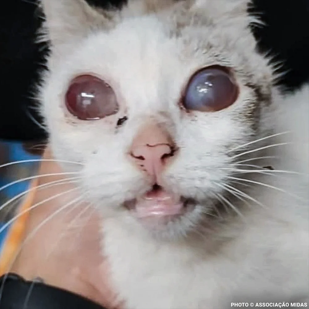 Funded: Abandoned Willow Now Needs Multiple Eye Operations - Image 3