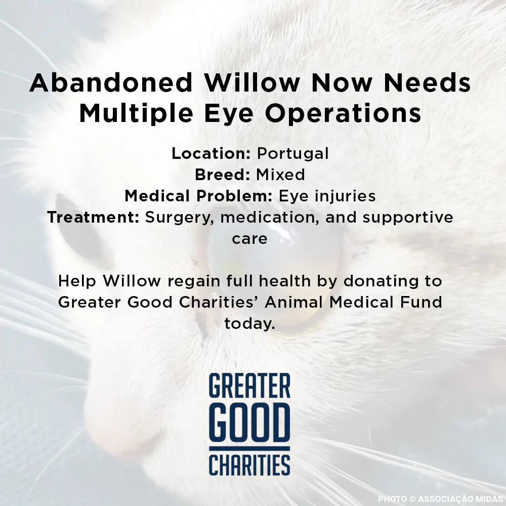 Funded: Abandoned Willow Now Needs Multiple Eye Operations - Image 4