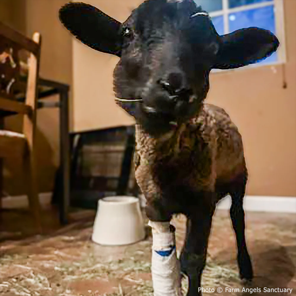 Funded: Lamb With Broken and Necrotic Leg Needs Emergency Surgery - Image 5