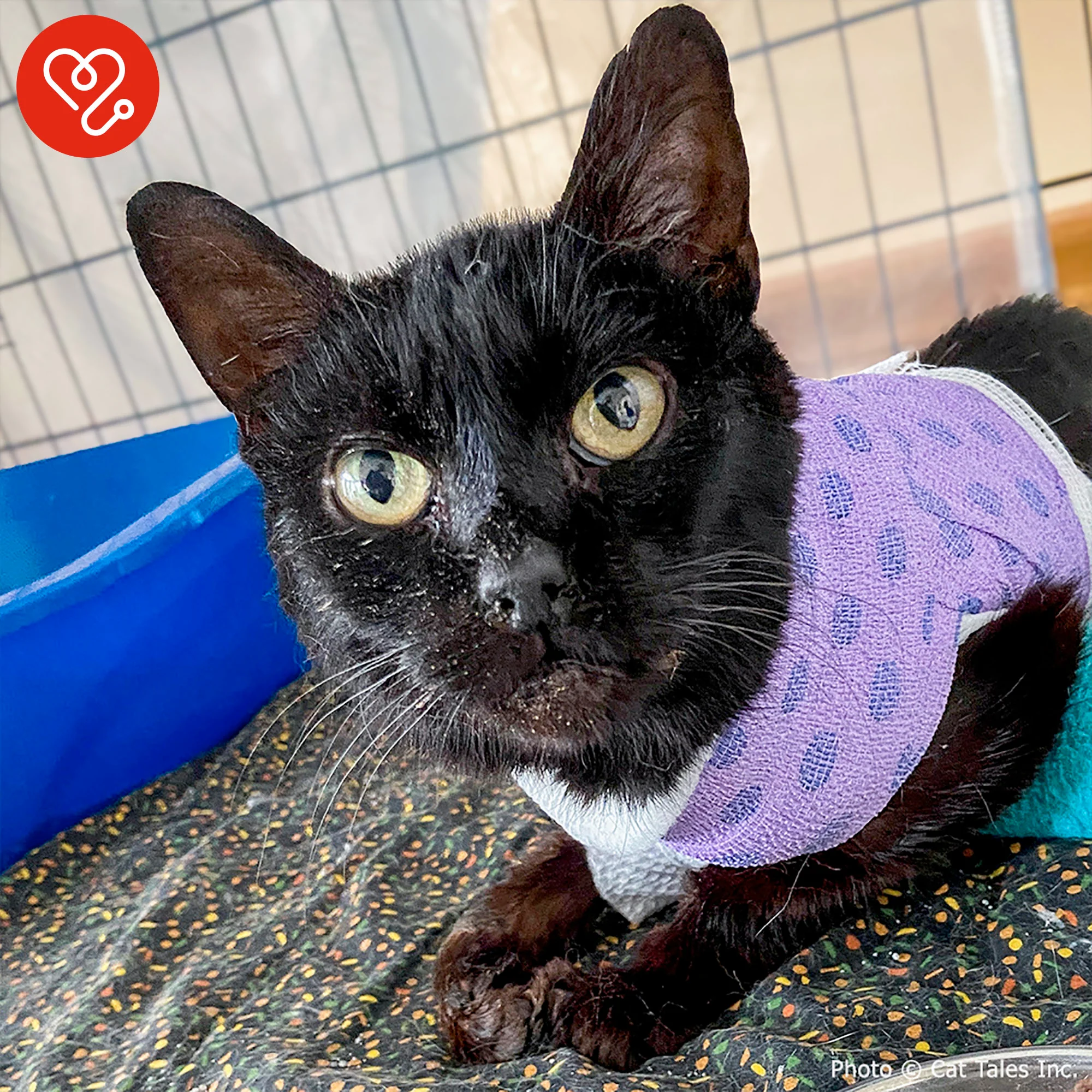 Funded: Cookie Suffered Severe Burns and Needs Surgery to Heal - Image 2