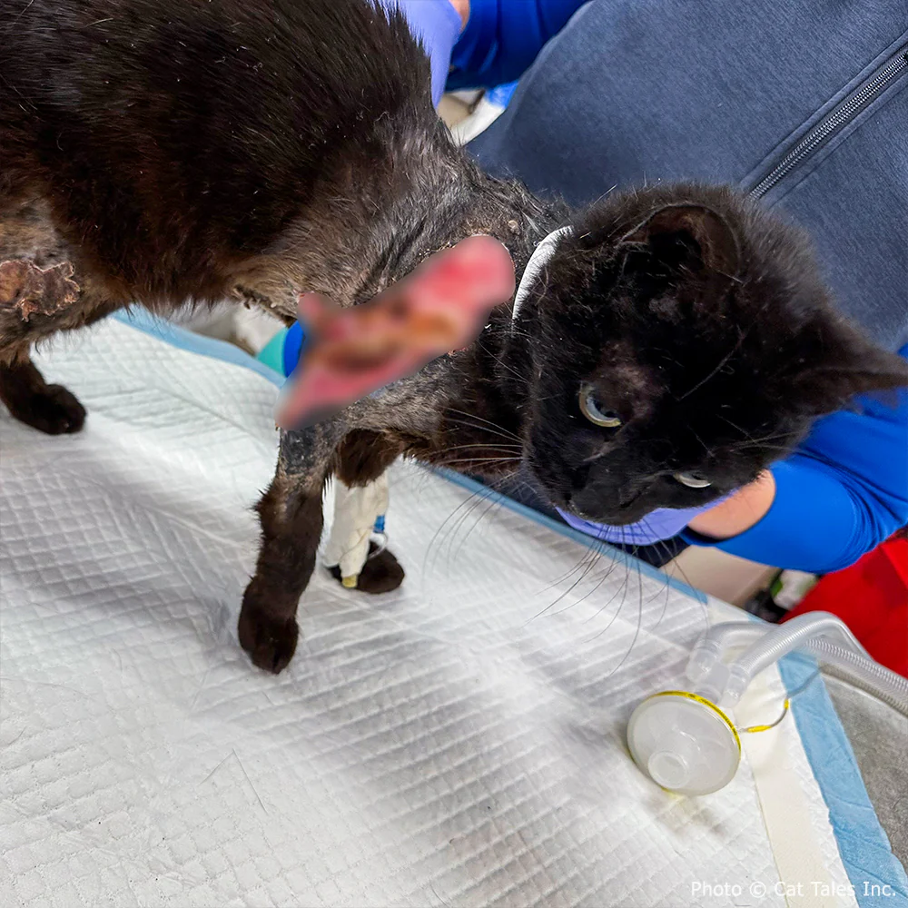 Funded: Cookie Suffered Severe Burns and Needs Surgery to Heal - Image 3