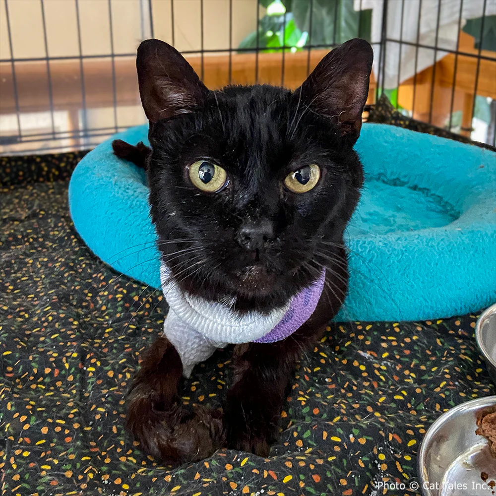 Funded: Cookie Suffered Severe Burns and Needs Surgery to Heal - Image 4