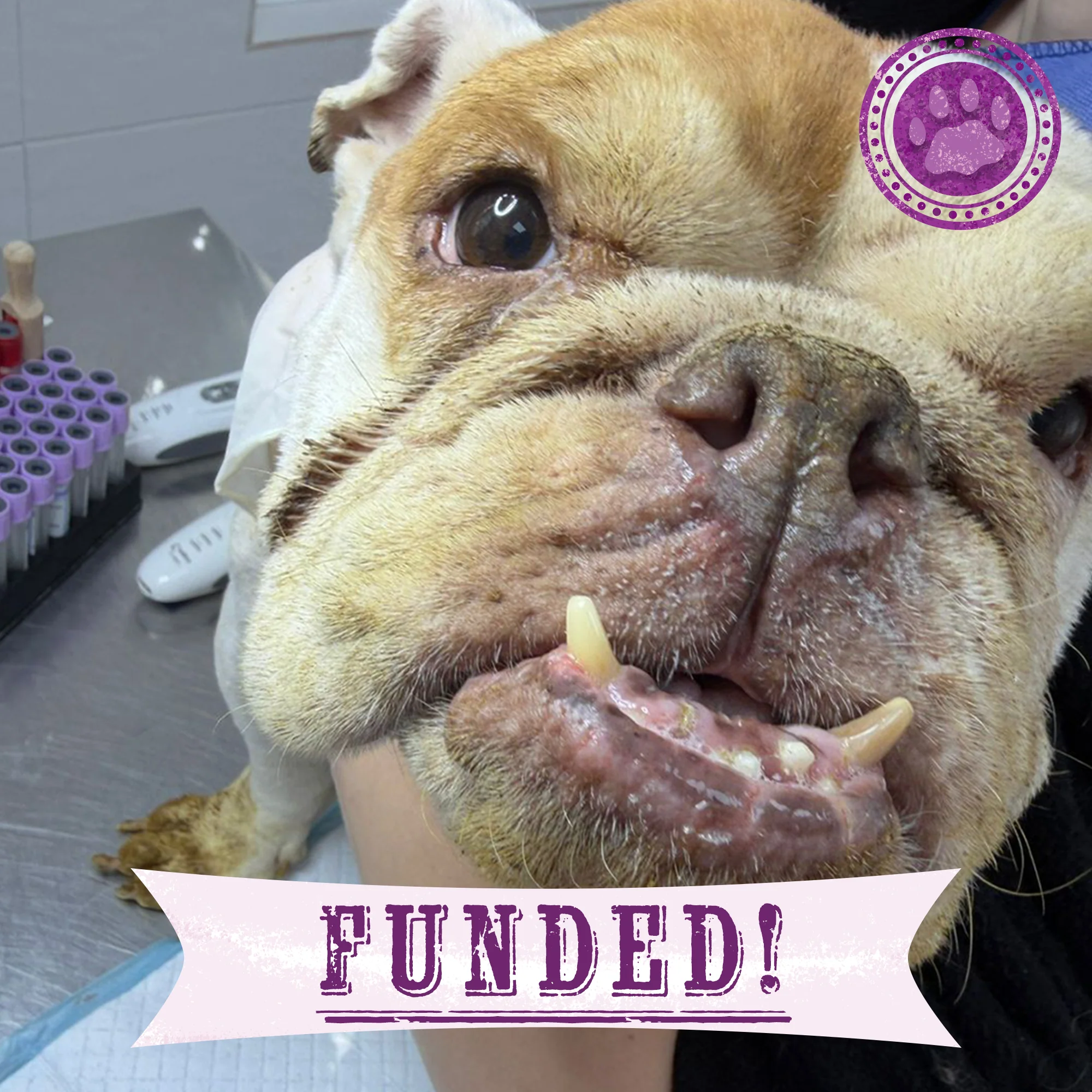 Funded: Provide Care for 54 Dogs Rescued from Horrifying Breeding Farm