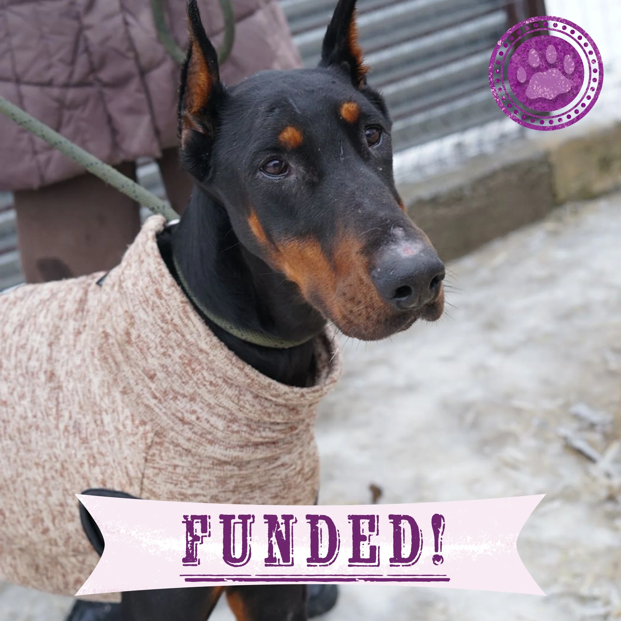 Funded: Emaciated Dogs Rescued from War-Torn Village Need Your Support to Survive