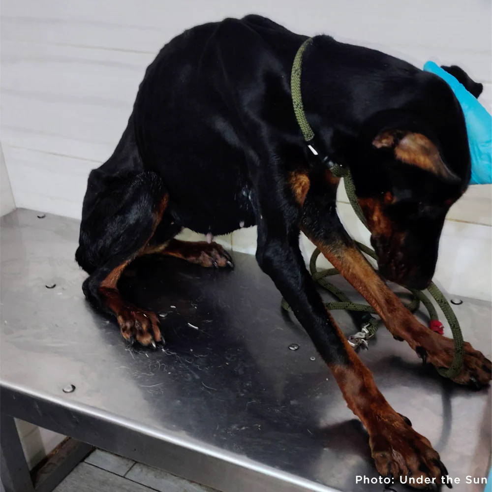 Funded: Emaciated Dogs Rescued from War-Torn Village Need Your Support to Survive - Image 3