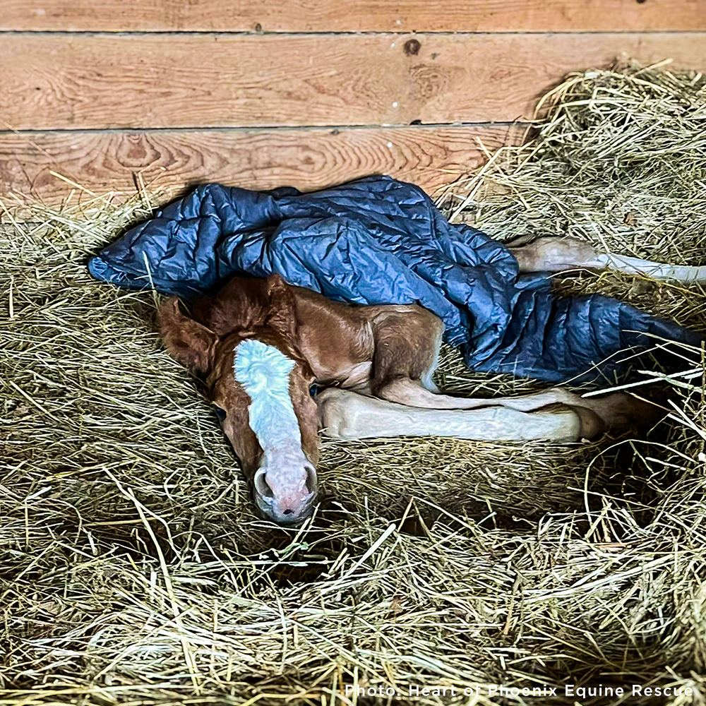 Newborn Horse is Fighting for Her Life- Help Save Saffron - Image 2