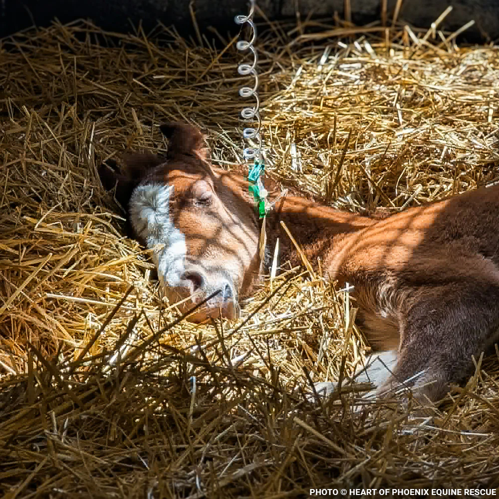 Newborn Horse is Fighting for Her Life- Help Save Saffron - Image 3