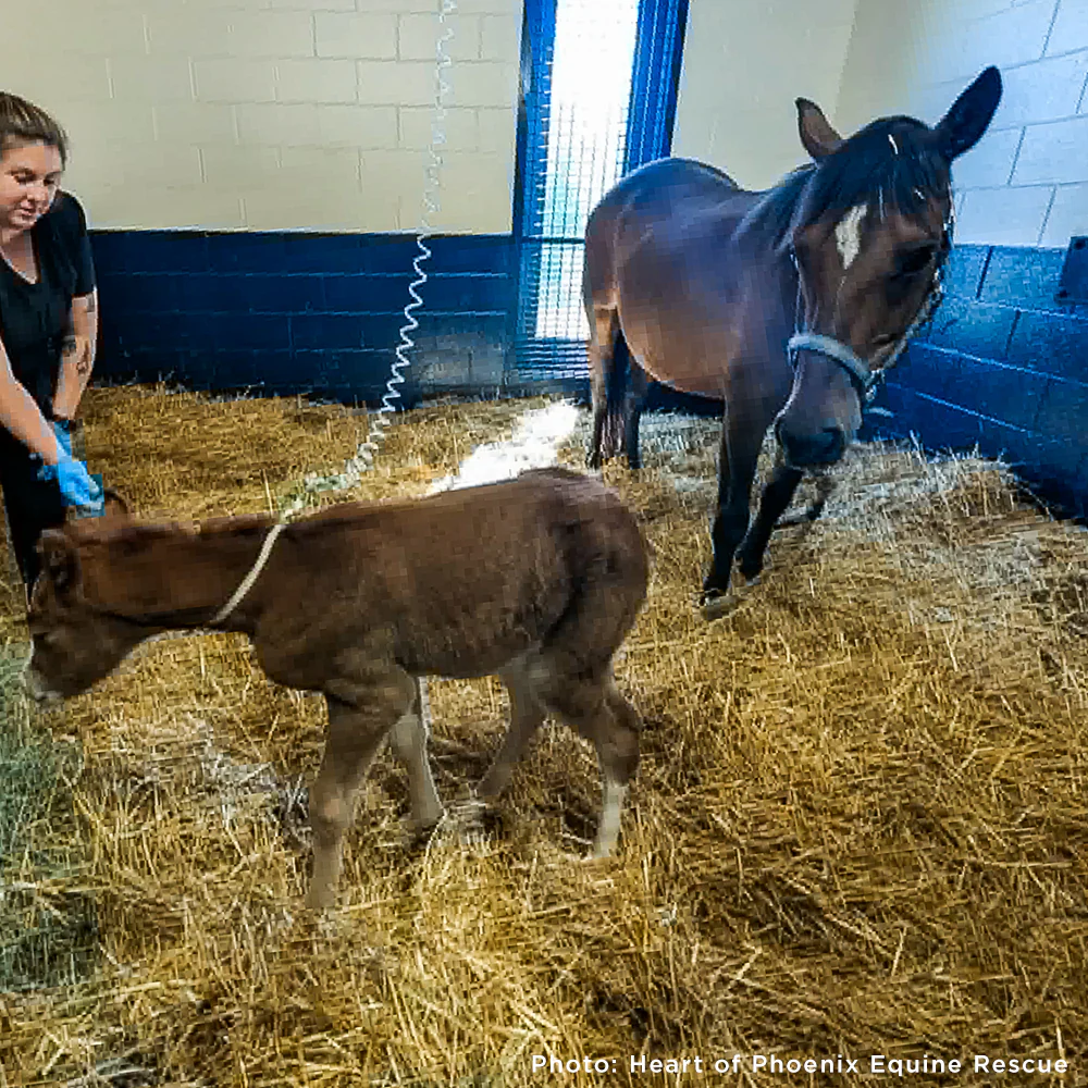 Newborn Horse is Fighting for Her Life- Help Save Saffron - Image 7