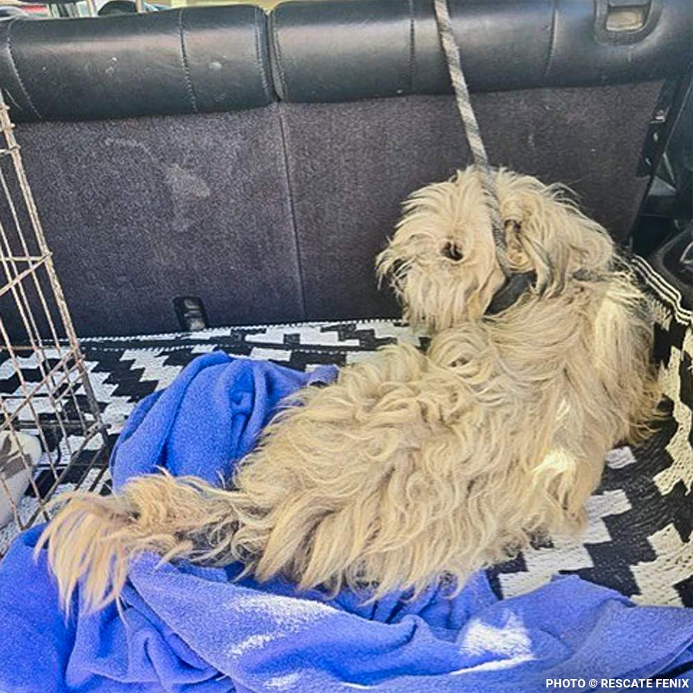 Funded: Help Angel Recover from Multiple Broken Bones - Image 3