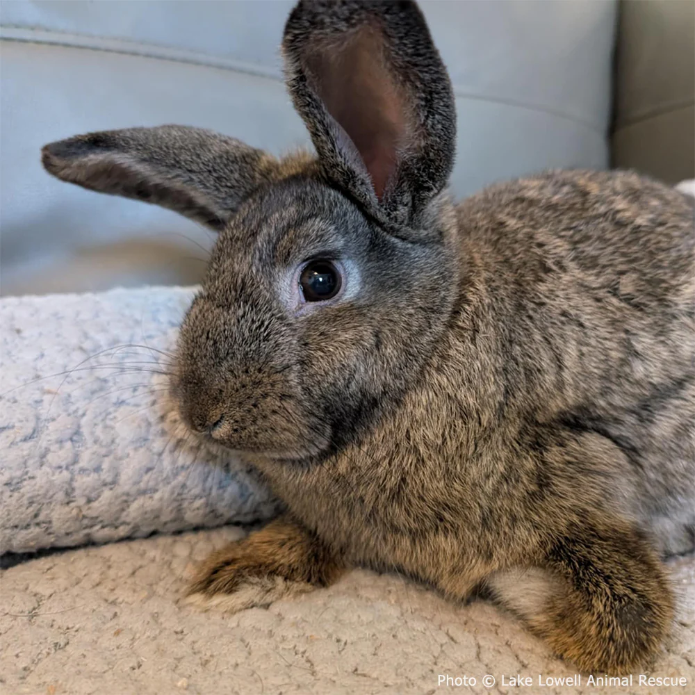 Funded: Help Baby Bunny with Injured Leg Get Care He Needs to Hop Again - Image 3