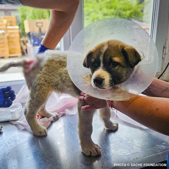 Funded: Help Brăduț Heal from a Severe Back Wound - Image 2