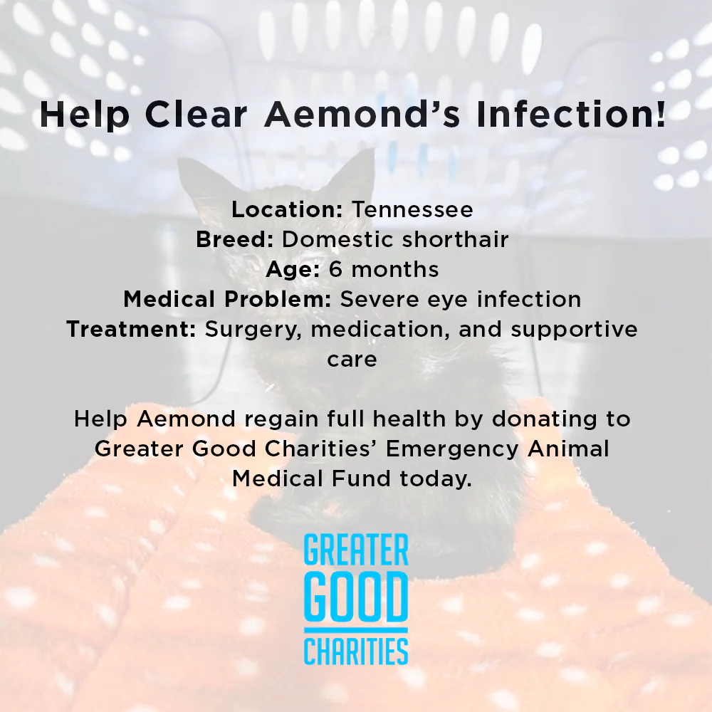 Funded: Aemond Cannot See Due to Severe Eye Infections and Needs Your Help to Heal - Image 5