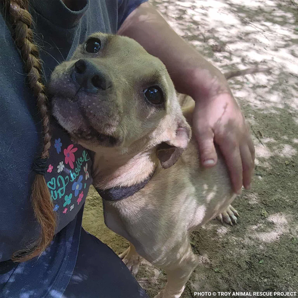 Funded: Help Dogs Removed from Chains Get Medical Care for Untreated Injuries & Illnesses - Image 4