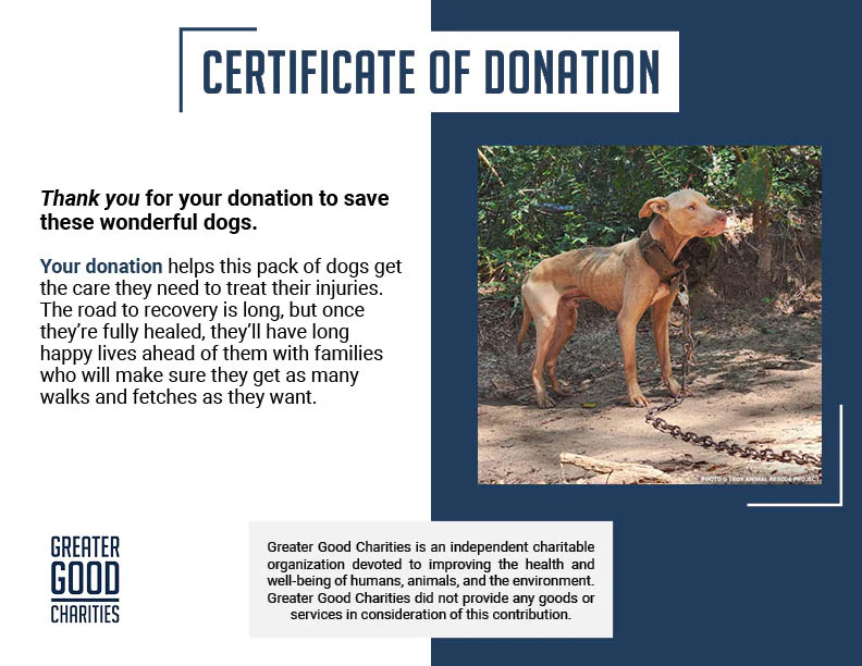 Funded: Help Dogs Removed from Chains Get Medical Care for Untreated Injuries & Illnesses - Image 8