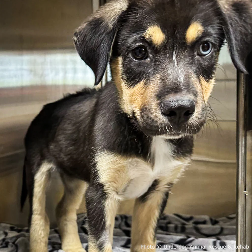 Funded: Sick Puppies Abandoned at Gas Station Need Your Help to Heal - Image 2