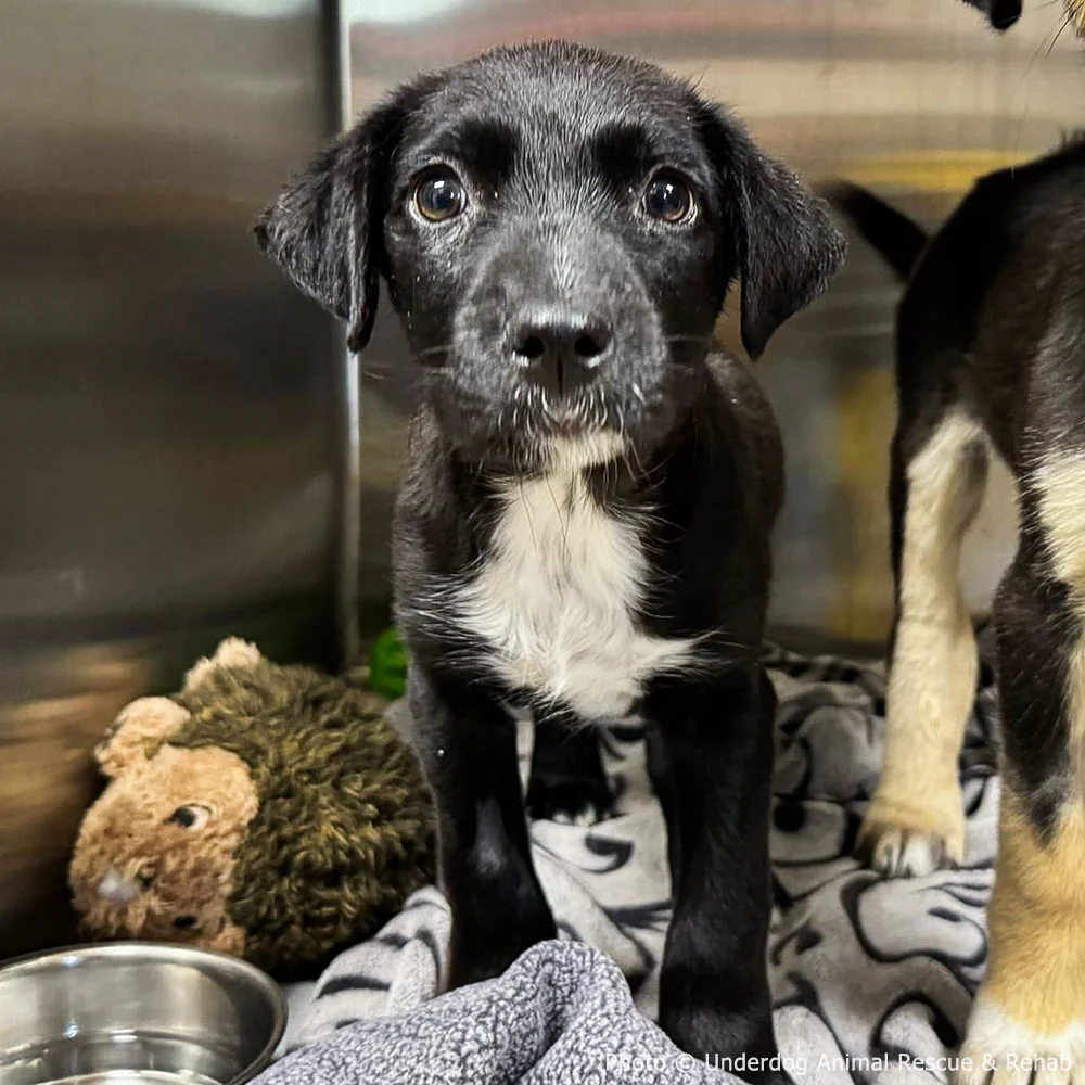 Funded: Sick Puppies Abandoned at Gas Station Need Your Help to Heal - Image 3