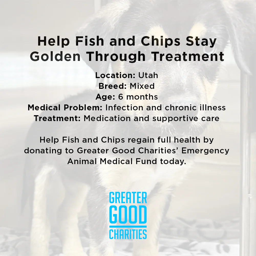 Funded: Sick Puppies Abandoned at Gas Station Need Your Help to Heal - Image 4