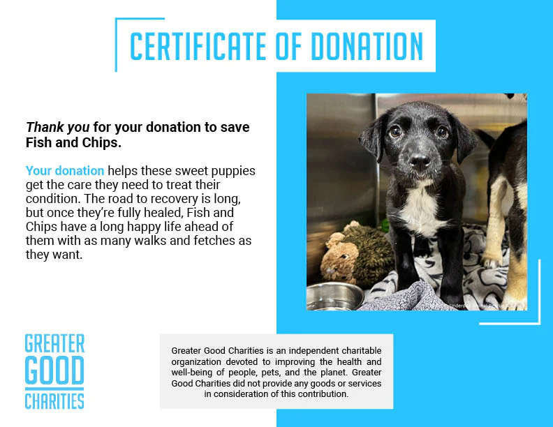 Funded: Sick Puppies Abandoned at Gas Station Need Your Help to Heal - Image 5