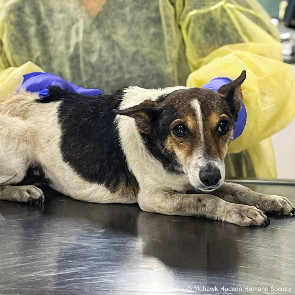 Funded: Help Neglected Dogs Jazz, Rock, and Opera Heal in Harmony - Image 2