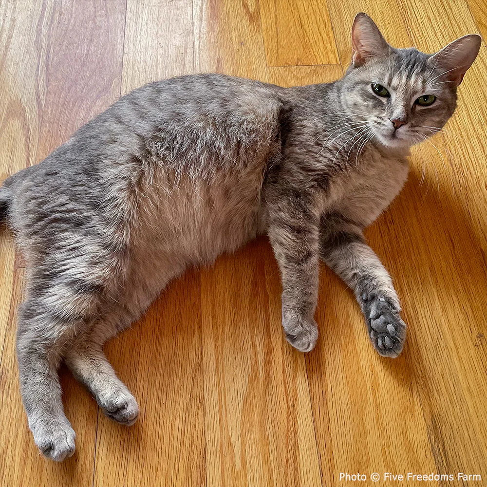 Funded: Cat Suffering from Infected Gunshot Wound Needs Your Help to Heal - Image 2