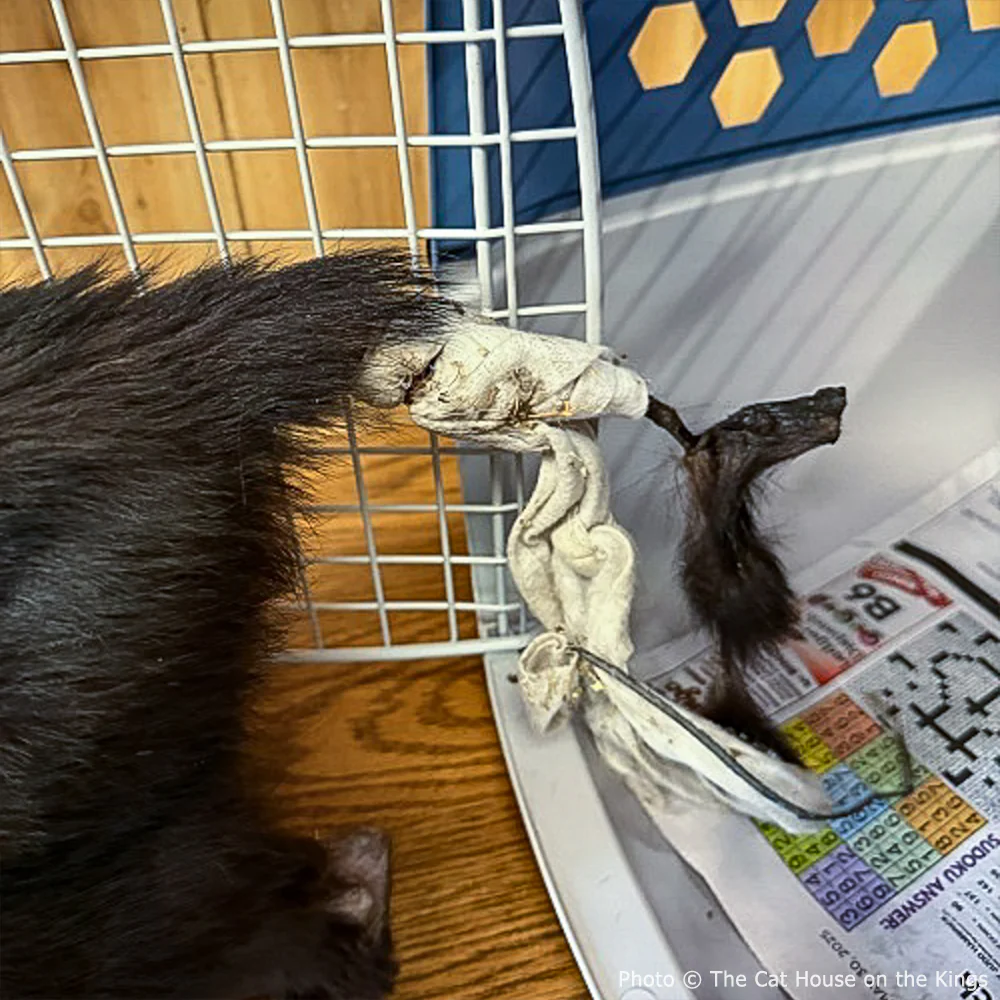 Funded: Help Cat Suffering with Painful Injuries After Being Struck by Car - Image 3