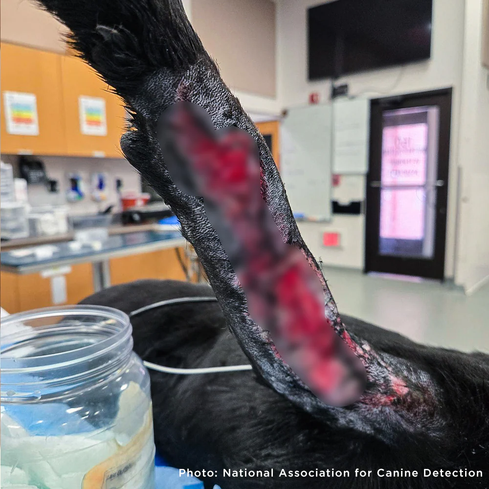 Funded: Service Dog in Training Severely Injures Leg and Needs Extensive Care to Heal - Image 4
