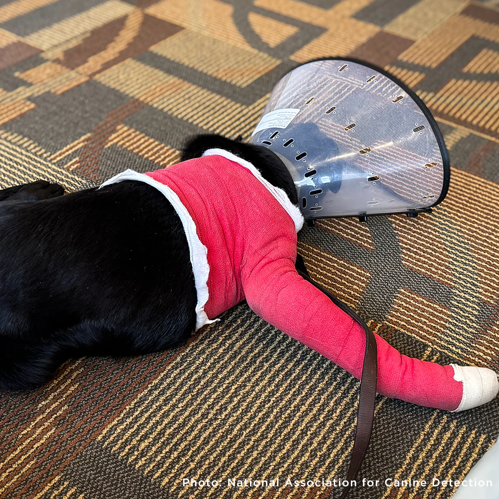 Funded: Service Dog in Training Severely Injures Leg and Needs Extensive Care to Heal - Image 5
