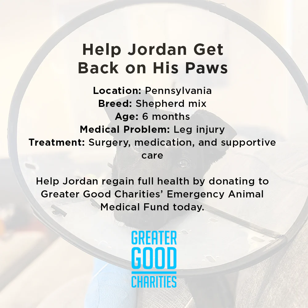Funded: Service Dog in Training Severely Injures Leg and Needs Extensive Care to Heal - Image 6