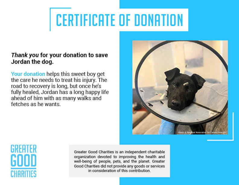 Funded: Service Dog in Training Severely Injures Leg and Needs Extensive Care to Heal - Image 7