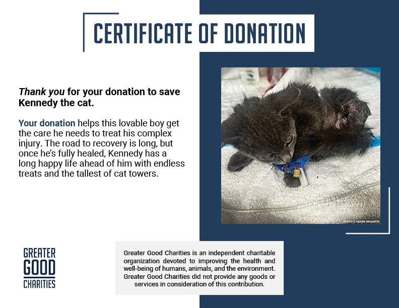 Funded: Help Kennedy Survive After Being Attacked by Animal - Image 5