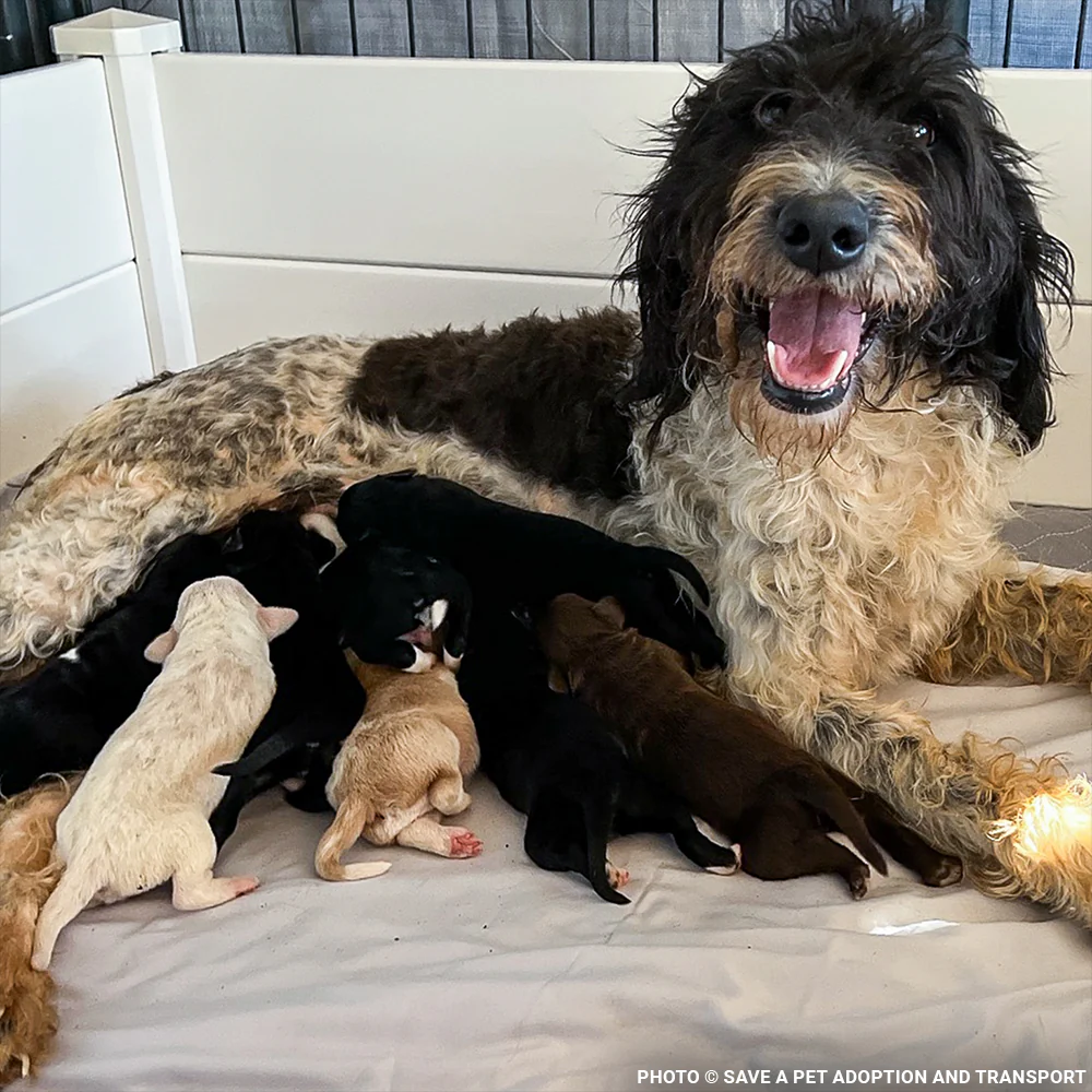 Funded: Help Maggie and Her Litter Through a Medical Emergency - Image 2