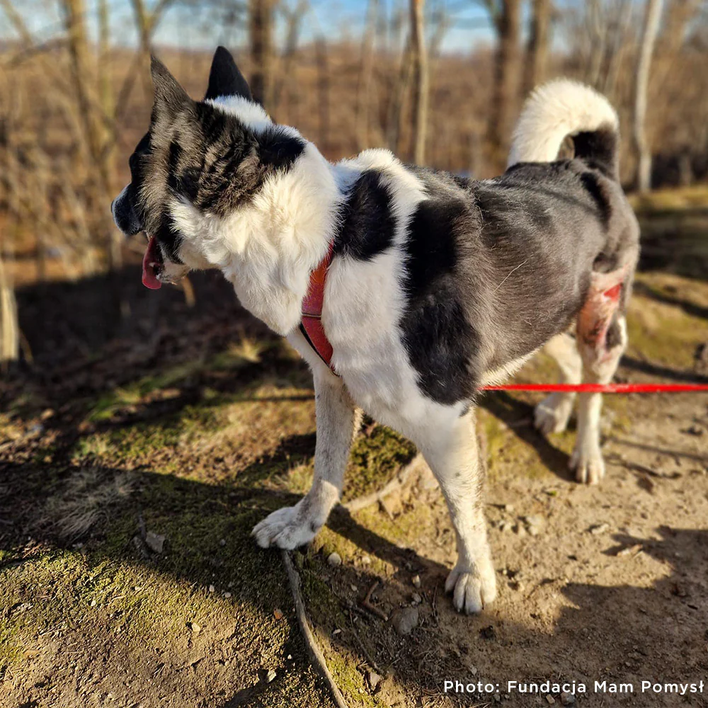 Funded: Ukraine Dog with Untreated Wound Needs Your Help to Heal - Image 3