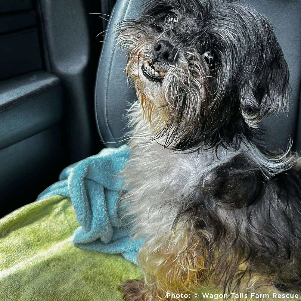 Funded: Help Perla Heal From Kidney Stones and Dental Disease - Image 3